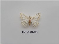 藏品(尺蛾41)的圖片